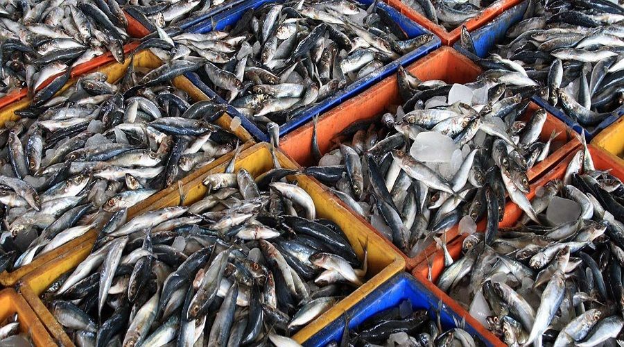 Ввоз рыбы. Ввоз рыбы. Поставка рыбы. Ввоз рыбы. Рыбопромышленный комплекс дальнего востока.