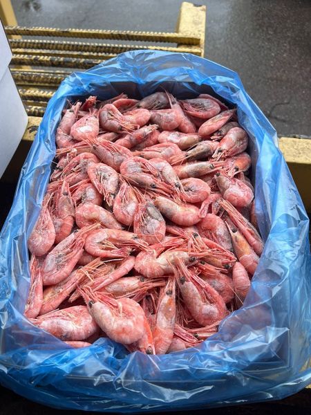 Упаковка рыбной продукции. Поставщики рыбы. Предприятие рыбы. Продукция рыбной отрасли. Морепродукты названия.