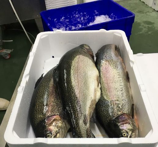 Икра форели армения Икра форели армения