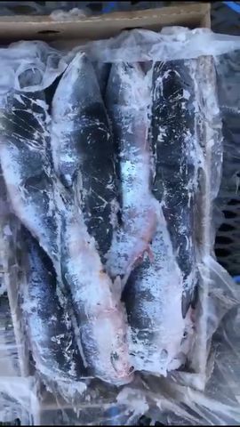 1 кг кеты. Горбуша ПСГ, штучная заморозка,. Горбуша НР штучной заморозки. Кета рыба. Горбуша магнит замороженная.