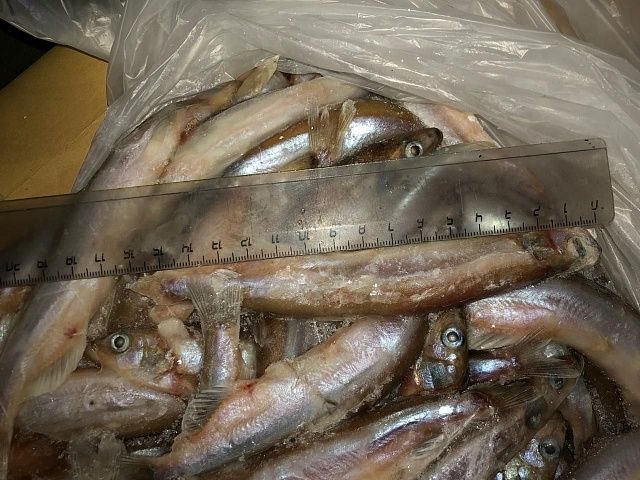 Купить Мойву В Мурманске Цена